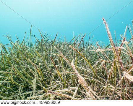 Seagrass At A Sandy Beach. Mediterranean Holiday Photo. Turquoise Blue Water In The Background