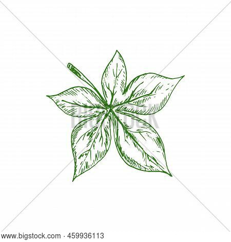 Horsechestnut Buckeye Green Leaf Isolated Sketch. Vector Green Spring Or Summer Foliage