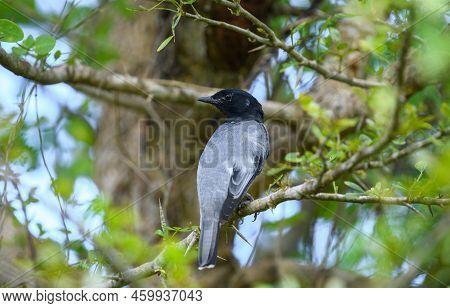 Beautiful Black-headed Cuckooshrike Male Bird Perch On A Thorny Tree Branch And Looks Back.