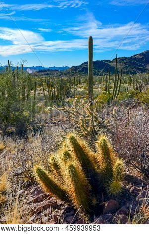Nichol's Hedgehog Cactus, Golden Hedgehog Cactus (echinocereus Nicholii), Desert Landscape With Cact
