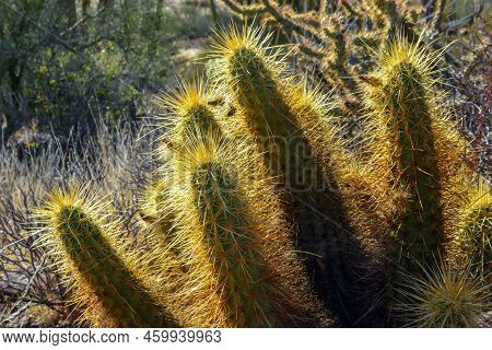Nichol's Hedgehog Cactus, Golden Hedgehog Cactus (echinocereus Nicholii), Desert Landscape With Cact