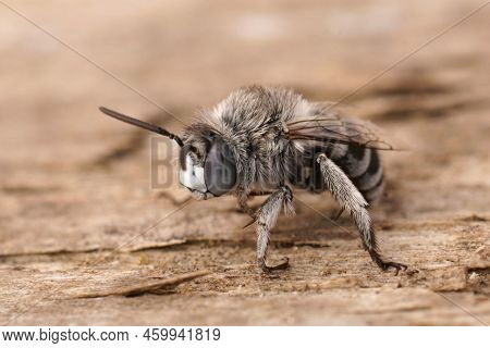 Detailed Closeup On A Fluffy Mediterranean Male Blue Banded Bee, Amegilla Albigena Sitting On Wood