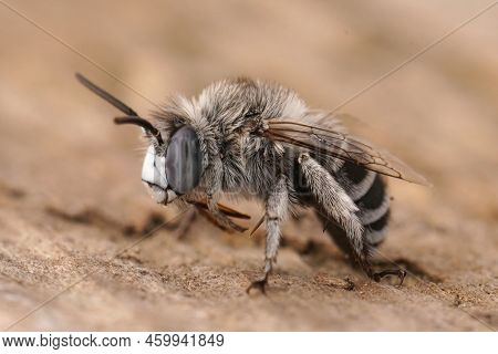Detailed Closeup On A Fluffy Mediterranean Male Blue Banded Bee, Amegilla Albigena Sitting On Wood