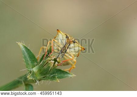 Detailed Frontal Upward Angle Closeup On A Colorful Mediterranean Shieldbug, Carpocoris Mediterraneu