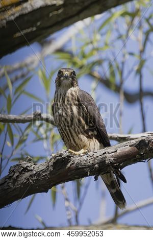 The Merlin (falco Columbarius), Juvenile Bird.  Is A Small Species Of Falcon. Natural Scene From Wis
