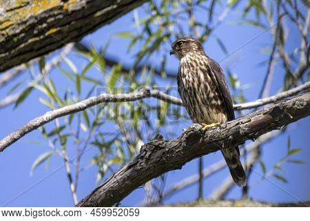 The Merlin (falco Columbarius), Juvenile Bird.  Is A Small Species Of Falcon. Natural Scene From Wis