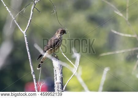 The Merlin (falco Columbarius), Juvenile Bird.  Is A Small Species Of Falcon. Natural Scene From Wis