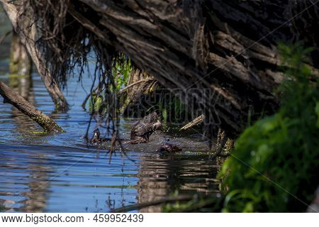 The American Mink (neogale Vison) On The Hunt
