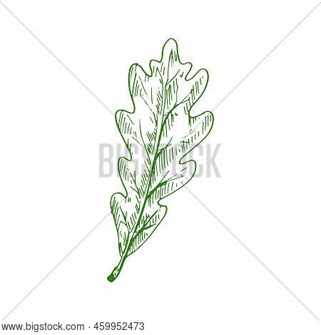 Oak Tree Leaf Isolated Sketch Of Acorn Leafage. Vector Green Leafage, Element Of Tree