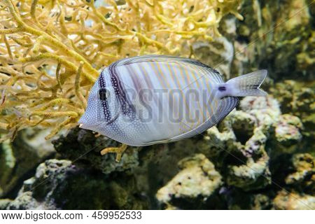 Sailfin Tang (zebrasoma Veliferum) Swims In Water. Reef Tang Fish In The Family Acanthuridae.