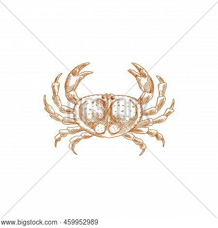 Marine Porcelain Crab Isolated Ocean Decapod Crustacean Sketch. Vector Seafood, Aquatic Animal