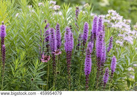 The Dense Blazing Star Or Prairie Feather (liatris Spicata) Native To Eastern North America