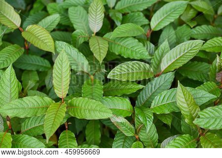 Kratom Tree Grows On Dark Plant Tree Kratom Leaves - Mitragyna Speciosa Korth Medicinal Plants, Natu