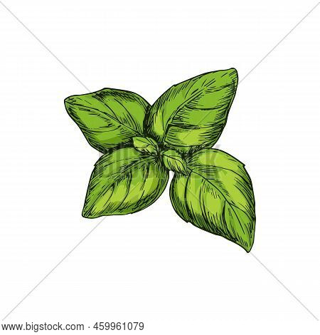 Green Basil Isolated Kitchen Herb. Vector Aroma Plant, Holy Basilicum Aromatic Seasoning