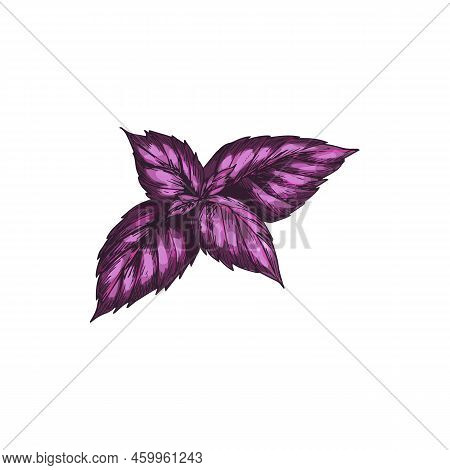 Red Basil Isolated Culinary Herb Sketch. Vector Red Basilicum Aromatic Condiment Seasoning