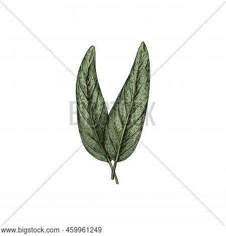 Salvia Or Sage Leaves Isolated Green Culinary Herb Sketch. Vector Common Salvia Officinalis Seasonin