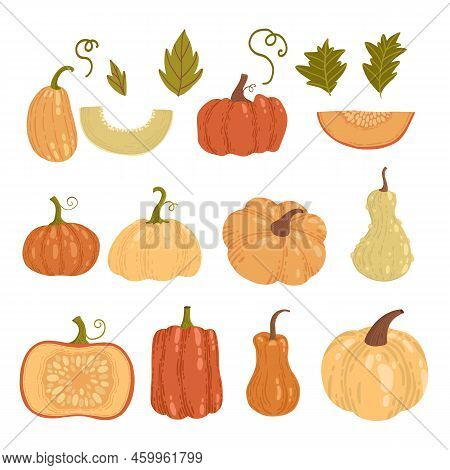 Colored Pumpkin Hand Drawn Set Vector Graphic Illustration. Collection Of Colorful Drawing Autumn Ve