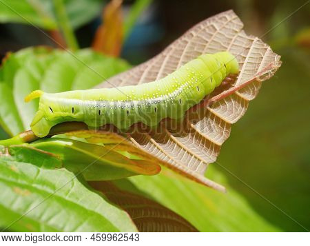 Big Green Caterpillars. On The Leaves, The Pests Eat And Damage.