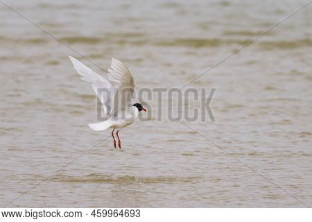 A Mediterranean Gull Flying Over The Water, Calm Cloudy Day In Summer, Atlantic Coast In Northern Fr