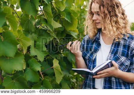 Curly Woman With Notebook Making Notes Working In Vineyard In Autumn. Data Analysis. Information Sys
