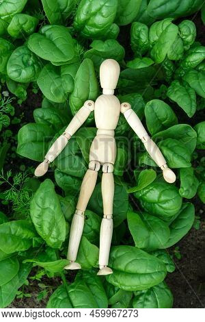 Green Spinach Growing In The Garden On A Vegetable Farm. Healthy Food In Your Own Kitchen Garden. To