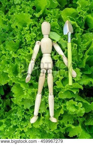 Wooden Man Farmer Planting Lettuce Seedlings In The Vegetable Garden. Home Gardening And Plant Growi