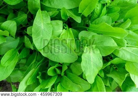 Organic Sorrel Texture Growing In Garden Bed Growing Agriculture. Selective Focus