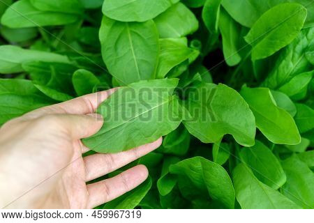 Green Leaves Of Sorrel. Vegetable Culture And Medicinal Plant Rumex Acetosa. Selective Focus