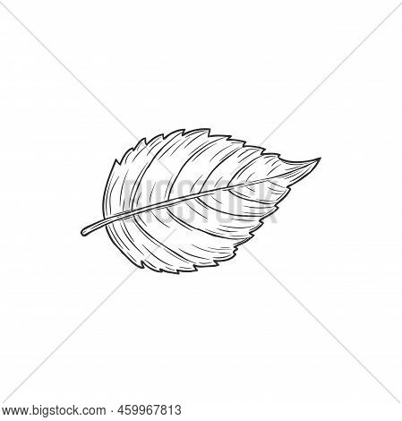 Elm Or Hornbeam Leaf Isolated Plant Sketch Monochrome Icon. Vector Carpinus Birch Leafage, Hand Draw