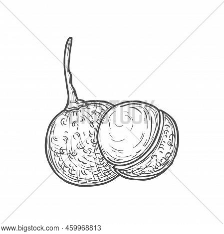 Jaboticaba Exotic Fruit Isolated Jabuticaba Icon Monochrome Sketch. Vector Thick-skinned Berry, Jabo