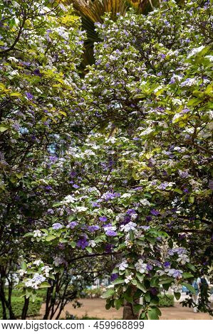 Double Color Blossom Of Brunfelsia Pauciflora Tropical Free With White And Purple Flowers