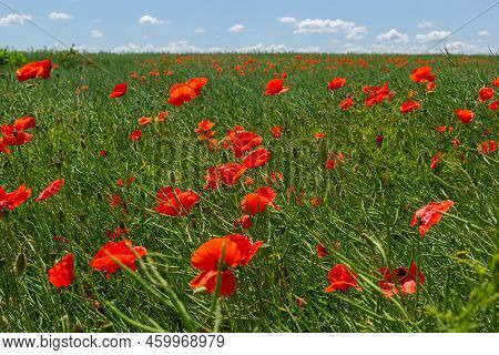 Common Names For Papaver Rhoeas Include Corn Poppy, Corn Rose, Field, Flanders, Red Or Common Poppy