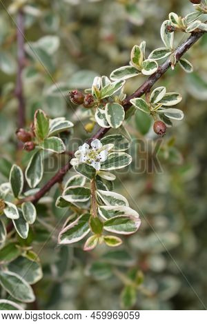 Swedish Cotoneaster Juliette Branch With Flowers And Fruit
