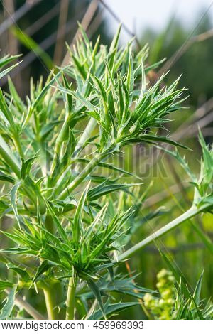 Field Eryngo Or Eryngium Campestre. Cardo Corredor. Plant Member Of The Apiaceae Family.