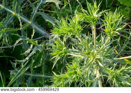 Details Of Field Eryngo Or Eryngium Campestre Growing In A Nature Area