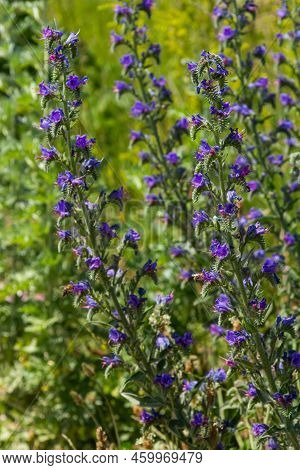 Blue Melliferous Flowers - Blueweed Echium Vulgare. Viper's Bugloss Is A Medicinal Plant. Macro