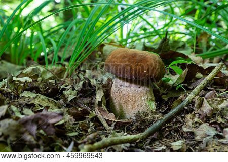 Boletus Reticulatus And Commonly Referred To As The Summer Cep Is A Basidiomycete Fungus Of The Genu