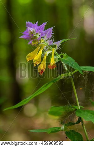 Melampyrum. Field Flower. The Flower Of A Cowwheat Growing On A Summer Meadow