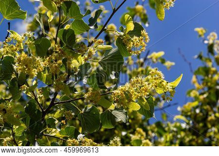 Linden Flowers On A Tree. Close-up Of Linden Blossom. Blooming Linden Tree In The Summer Forest