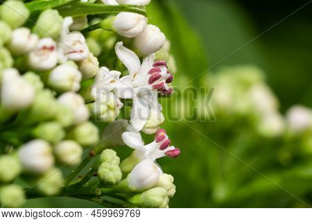 In The Wild, Elderberry Herbaceous Sambucus Ebulus Blooms In Summer