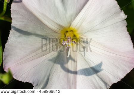 Field Bindweed, Convolvulus Arvensis European Bindweed Creeping Jenny, Possession Vine Herbaceous Pe