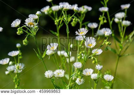 Annual Fleabane Erigeron Annuus, Daisy Fleabane Eastern Daisy Fleabane Herbaceous Plant With Closed