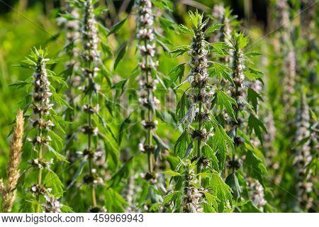 Leonurus Cardiaca, Known As Motherwort. Other Common Names Include Throw-wort, Lion's Ear, And Lion'