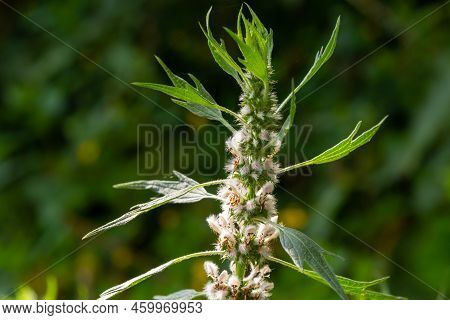 Leonurus Cardiaca, Known As Motherwort. Other Common Names Include Throw-wort, Lion's Ear, And Lion'