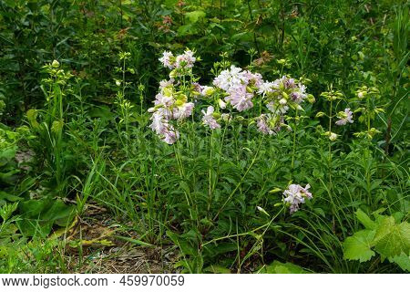 Saponaria Officinalis White Flowers In Summer Garden. Common Soapwort, Bouncing-bet, Crow Soap, Wild