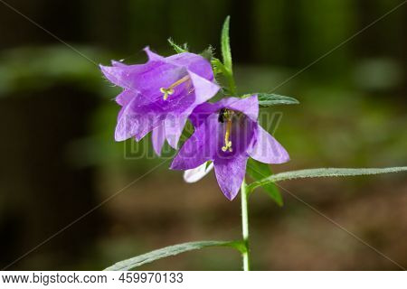 Campanula Trachelium Blossoms On Dark Background. Summer Forest