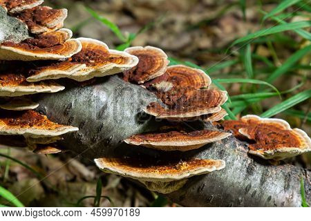 Anise Mazegill, A Brown Rot Fungus, Gloeophyllum Odoratum