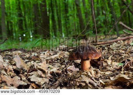 Boletus Erythopus Or Neoboletus Luridiformis Mushroom In The Forest Growing On Green Grass And Wet G