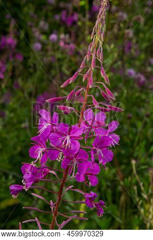 Ivan Chai, Chamaenerion Angustifolium, Fireweed, Great Willowherb, Rosebay Willowherb, Perennial Her