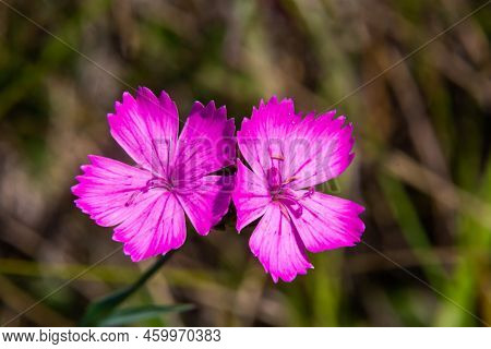 Carthusian Pink Flowers Dianthus Carthusianorum On A Summer Meadow. Use In Traditional Medicine Agga